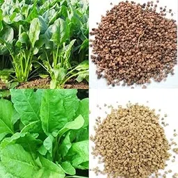 Natura GreenHouses Desi Leafy Nutritious Spinach (Palak) Seeds for Home Garden (100 gm)-picture-22