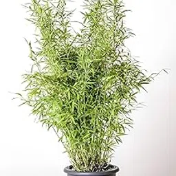 ABEFARIYA Chinese Bamboo Live Plant Dwarf Bamboo Bambusa Multiplex Bambusa Pleioblastus Pumilus Plant with Grow bag -(height 30-35 c.m.) for home gardening (Indoor & Outdoor Plant)-image-27