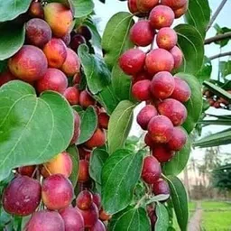 Red Kashmiri Sinduri Apple Ber Rare Variety Of Apples Ber Plant Hybrid And Grafted Live Plant Thailand Variety Kashmiri And Apple Authentic Fruit Sweet Fruit Plant/outdoor Fruit Plant For Garden-image-50