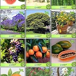 Creative Farmer High Germination Combo Fruit & Fruit : Citrus Seeds, Grape, Orange, Papaya, Passion Fruit - Yellow, Big Bamboo, Jacaranda, Peltophorum, Nerium Oleander, Parijat, Psidium Guava, Pomagranate For Gardening-picture-15