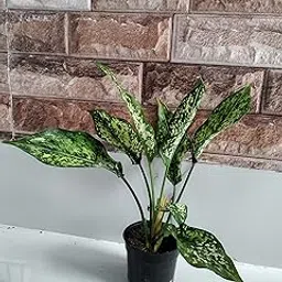 Aglaonema snow white, Aglaonema snowflake Air Purifier Indoor Plant-image-82