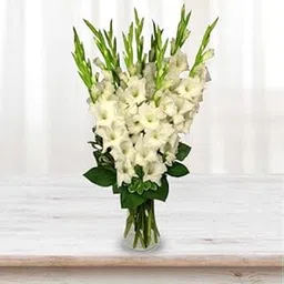 Serenity White Gladiolus For Anniversary Gift, Birthday Gift, Condolence, Wedding Gift, Congratulations Gift, Mother's Day Gift (Same Day Delivery)-picture-21