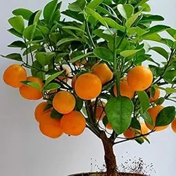 Door To Garden Nagpur Mandarin Orange All Time Variety Grafted Fruit Live Plants|Pack of 1-picture-11