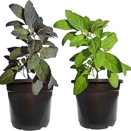 HN Organics Tulsi Plant Live Combo with Pot [ Rama Tulsi & Krishna Tulsi ] (Tulsi Combo | Small)-picture-31