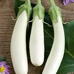 ol seed White Brinjal, Brinjal White Long Seeds (Pack of 40 Seeds)-picture-28