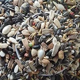 Pets Wizard - Bird Food for Sun Conure Seed Mix 22 Types of Seeds for All Types of Conures, 450 Grams, All Life Stages-image-1