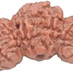 Cuonna Gems Gallery Beautiful Collection Trijutee Rudraksh with Capping Nepal Ka Japa Bead Trijuti Rudraksha Original Certified त्रिजुति रूद्राक्ष Valuable Tribhagi Rudraksha for Wearing Any Occasion-image-15