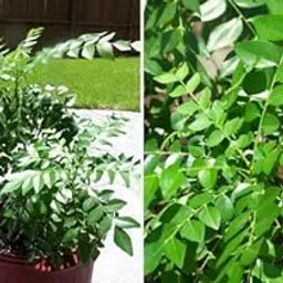 Curry Leaf Plant Outdoor Plant (Curry patta plant)-image-0