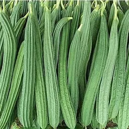 Ridge Gourd (Beerakaya) Seeds | Organic Vegetable Seeds for Home Gardening Pack Of 40 Seeds-picture-32