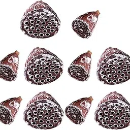 Enakshi® 10x Lotus Pods Natural Dried Floral Wedding Party Christmas Decor Accessory|Crafts | Home Arts & Crafts | Floral Crafts | Dried Botanicals & Potpourri | Dried Flowers-image-55