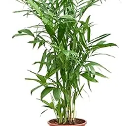 Garden Art live indoor plant (Chamaedorea seifrizii)-picture-24