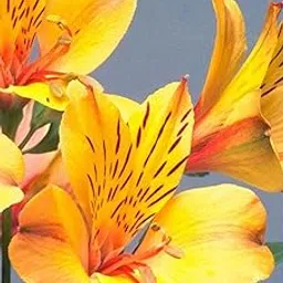 Oakwood Farms � Imported Peruvian lily Yellow Color Flower Bulbs For Your Garden (Pack Of 1 Bulbs)-picture-33