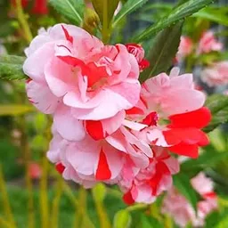 Balsam flower seeds double petal - Mixed colour double balsam flower - Pack of 138-picture-18