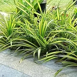 Hug A Plant | Pentanus/Spider Plant Ornamental Live Plant (Home & Garden)-image-15