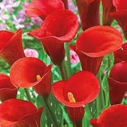 calla lily flower bulbs red, Highgermination (Pack of 3)-picture-11