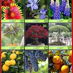 Creative Farmer All Season Garden Seeds Combo Flower Seeds & Fruit : Lemon Seeds, Grape, Orange, Jacaranda, Lagerstroemia Speciosa, Monkey Pod, Gaillardia Dwarf, Larkspur-Giant, Lupin-Pixie Kitchen Garden Pack-image-82