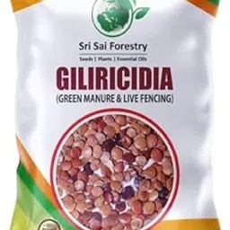 SRI SAI FORESTRY Gliricidia Sepium Tree Seeds (150 Seeds) | For Fodder Manure | Live Fencing of Agriculture Lands-image-1