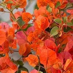 Growing Plants Rare Climbing Orange Bougainvillea Spectabilis Live Plant Double Flower Bougainvillea 1 Healthy Live Plant With Black Plastic Pot-image-4