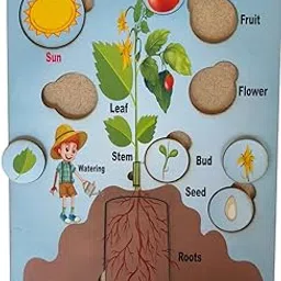 Monte - Parts of The Plant Finger Grip Model | Smooth Finish | Reusable Wooden Board | Interactive Play | Handcrafted | Ideal for Kids | Durable Quality | Fine Detailing-image-4