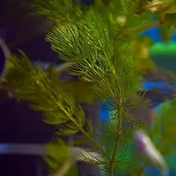 Hornwort aquatic plants,plants for hornwort aquatic (Pack of 8)-picture-10