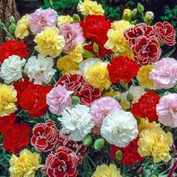 Carnation Flower Plants Live for Home Gardening Pack of 50 Seeds By Zabbus-picture-19