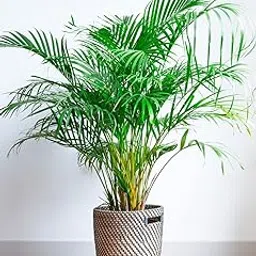 Greenworld Areca Palm Tree Live plant best indoor air purifying plant include pot-picture-24