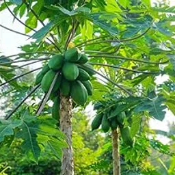 Sweet papaya seeds For Home Gardening,Sweet papaya seeds For Home Planting Pack Of 550-image-36