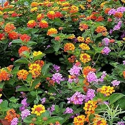 Lantana Live Plant Multicolor Flower 1 Healthy Live Plant With Black Pot-picture-43