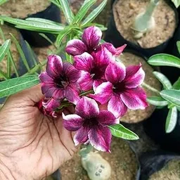 Cloud Farm Bonsai Air Layered Adenium/Desert Roses Live Flower Plant,1 Healthy Live Decorative Flowering Plant, 1Ft Height in Nursery Grow Bag for Home Garden CF_20665-picture-31
