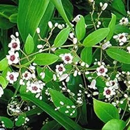 Kapebonavista® Prasarini Gandhali Daun Gandha bhadulia Paduri lata Kentut Gandhaprasarini Paederia Foetida Living Plant in Poly Bag-picture-20