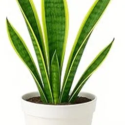 Nurturing Earth Snake Plant (Sansevieria) – 4 Inch Grow Pot | Yellow Leaves Indoor Air Purifying Plant | NASA Approved Easy Maintenance Plant for Home & Office (Snake Plant Grow Pot Yellow)-image-69