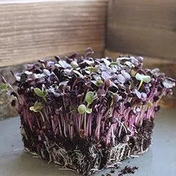 RADISH PURPLE SANGO MICROGREENS Seeds For Kitchen Gardening-(150 Seeds)-image-3