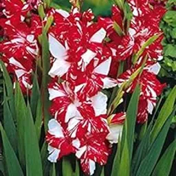Radha Krishna Agriculture Imported Variety Gladiolus, Sword Lilly Flower bulbs Hybrid mix colour For Home Gardening pack of 10 flower bulbs-picture-22