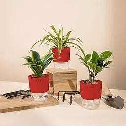 KYARI Golden Hahnii Snake-Spider-Zamia Green (ZZ) Combo of 3 Indoor Plants for Living Room | Live Plants | Plants with Red Pot for Home Air purifier plants | Plants for Home Decor | Plants for garden-picture-54