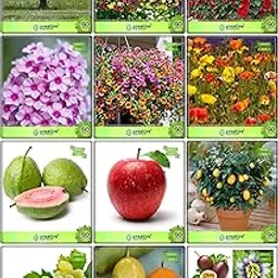 Creative Farmer Season Seeds Combo Flower Seeds & Fruit : Lemon Guava, Apple, Citrus Seeds, Grape, Passion Fruit - Yellow, Passion Fruit - Violet, Petunia- White, Petunia-Star, Petunia- Red, Phlox Beauty Mix, Phlox Twinkle Mix, Papaver-Mixed Fruit Seeds For Home Garden-image-96