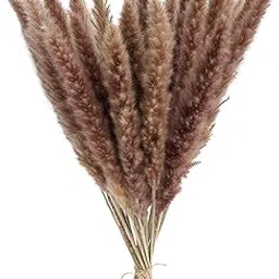 CALANDIS® 15X Dried Pampas Grass Phragmites Reed Flower Bunch Home Wedding Decor Gift Natural-image-6