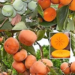 ZXXYANBI Fuyu Japanese Persimmon Layering/Grafted Fruit Live Plant (Height 1.5-2 Feet) After Fruit 8-10 Month| Healthy And Tasty Persimmon Plant |All Season Friendly| 1 Plant For Home Gardeen-image-13