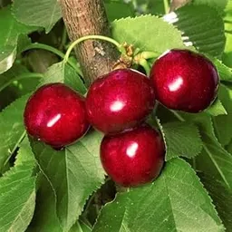 Live OriginalRed Sweet barbados Cherry Pack Of 1 Plant (Air Layering/Grafted) Live Plants & Tree (1-1.5 Ft Size) (Next Year Get Fruits)-image-16