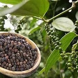 SEEDITO Live BlackPeeper plant/Gol morich pack of 1-picture-23