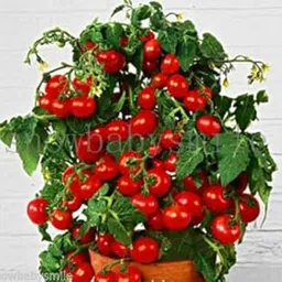 Sellify Details About 200+ Bonsai Suitable Tomato Seeds Mini Cherry Potted Sweet Fruit Vegetable Organic Fresh Home And Garden Bonsai Suitable Seeds-picture-35