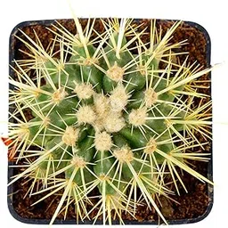 Live Flowering Spherical Ball Round Cactus Indoor Plant For Home and Garden with Pot (Pack of 1)-picture-14