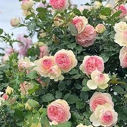 Live Beautiful Multicolour Climbing Multicolour Orange Rose Plant – Fragrant Vining Rose for Home & Garden, Creeping Wild Rambling Ornamental Flower (Pack of 1)-image-6