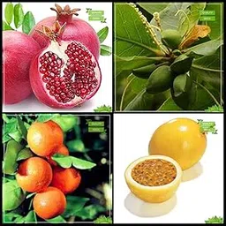 Creative Farmer Seeds Packet Combo Fruit : Pomagranate, Indian Badam, Orange, Passion Fruit - Yellow Fruit Fruit Seeds For Home Garden-picture-63
