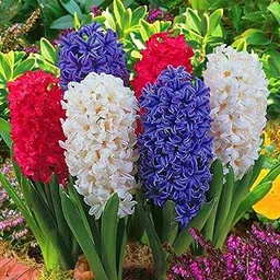 Green Gallery Hyacinth Multi-Mix Flower Bulbs for Home Gardening (Pack of 2 Bulbs)-picture-36