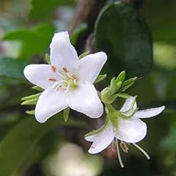 Adannaya Good Bonsai Plant Ehretia microphylla | Carmona retusa | Philippine tea tree (Hedeg Plant)| Bonsai Plants for Home Indoor Live | Flowering Bonsai Tree | Carmona Bonsai Plants-image-92