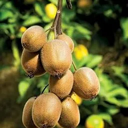 Kiwi Fruit Plants Kiwi Live Plants Golden Kiwi Plant for Garden Kiwi Fruit Trees Kiwi Fruit Plants Tree for Home Garden (1)-image-7