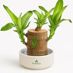 Rukonza Brazilian Lucky Wood Live Bamboo Plant – 18 to 20 cm Height, Indoor Plant for Home and Office Decor, Feng Shui Lucky Plant for Indian Homes, Pack of 1 (Pot Not Included)-image-45