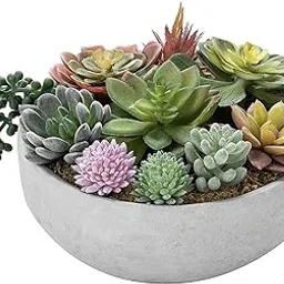 Air Purifier Indoor Growing Mix Succulent Seeds- 40 Seeds - Grow Year Round-picture-15