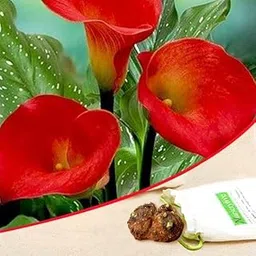 Mphmi Seedless Plant Plants Arum Lily (Red) - Bulbs (set of 5)-image-13