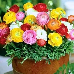 Ranunculus Bulbs for Planting/Ranunculus Buttercup Bloomingdale Mix Colors Flower Bulbs for gardenng (Pack of 1 Bulb)-image-53